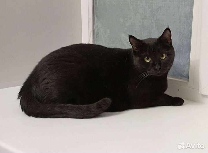 Котик Лёлик