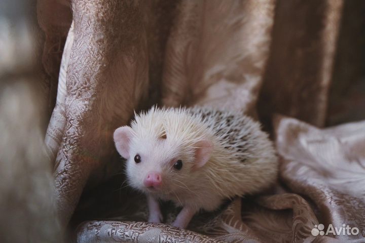 Вязка Африканский ежик