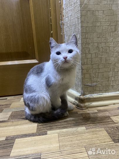 Котенок девочка в добрые руки