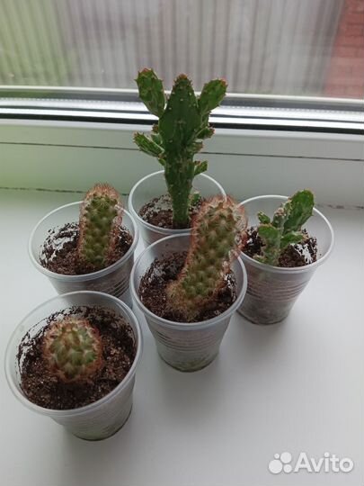 Кактусы в ассортименте