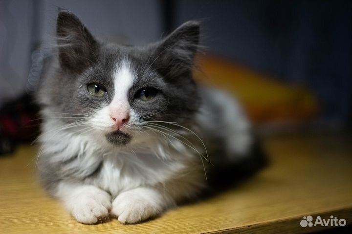 Котенок Зефир