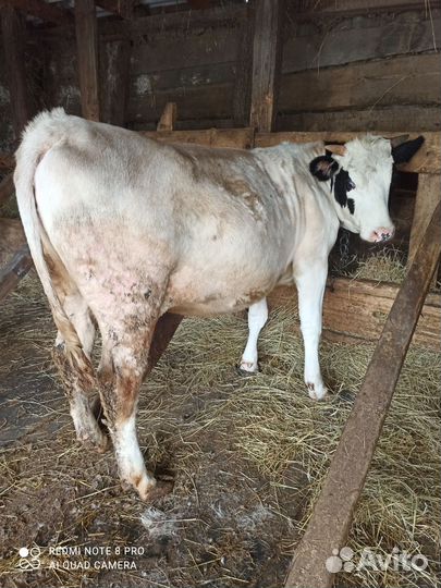 Тёлочка на племя