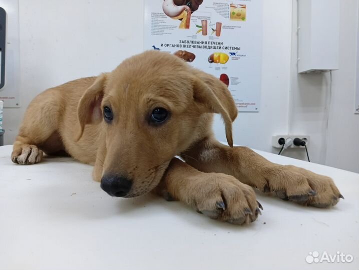 Собака в добрые руки