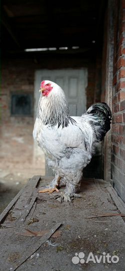 Петух