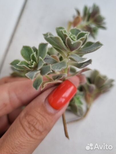 Суккуленты