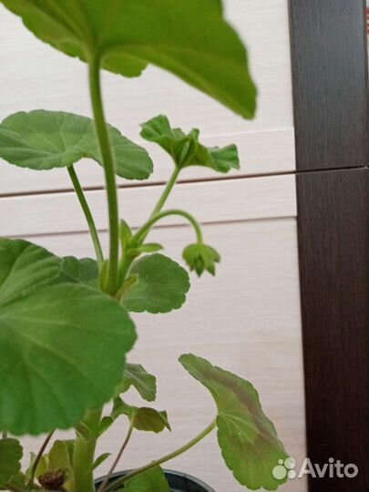 Пеларгония герань