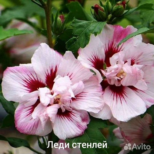 Гибискус махровый