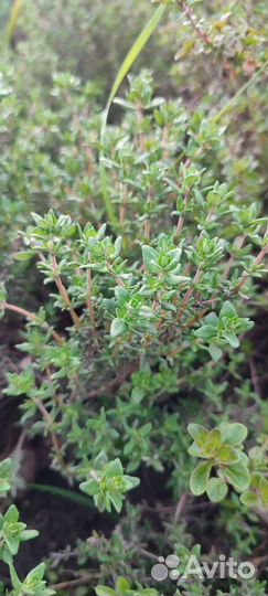 Тимьян, лук многоярусный