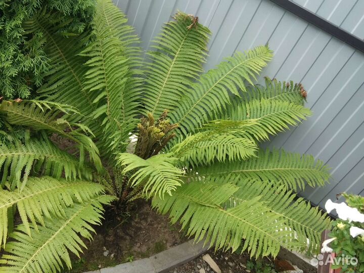 Папортник садовый