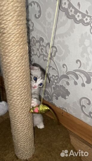 Шотландский вислоухий котёнок