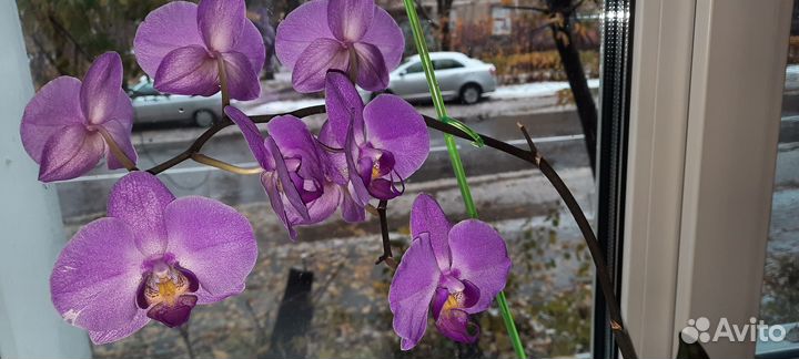 Орхидея фаленопсис