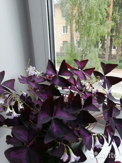 Кислица, бабочки (оксалис). Педилантус