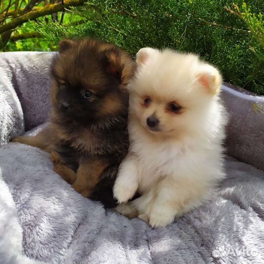 Померанский шпиц