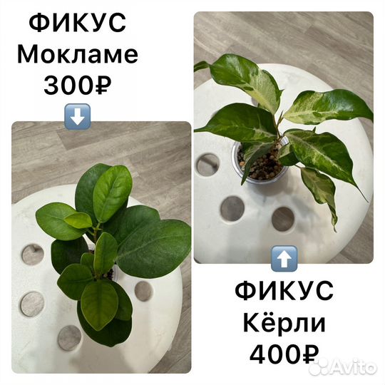 Комнатные цветы