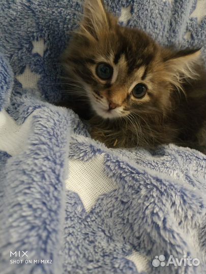 Котенок совенок в дар