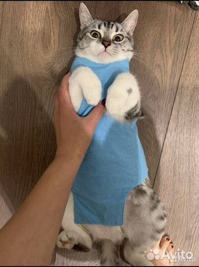 Стерилизация кошек