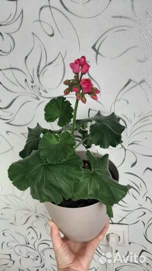 Пеларгония герань