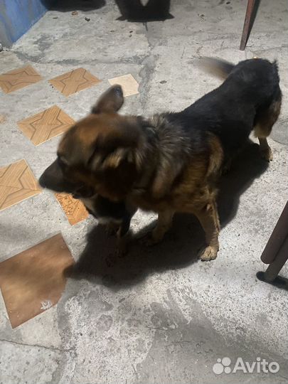 Собака немецкая овчарка мальчик
