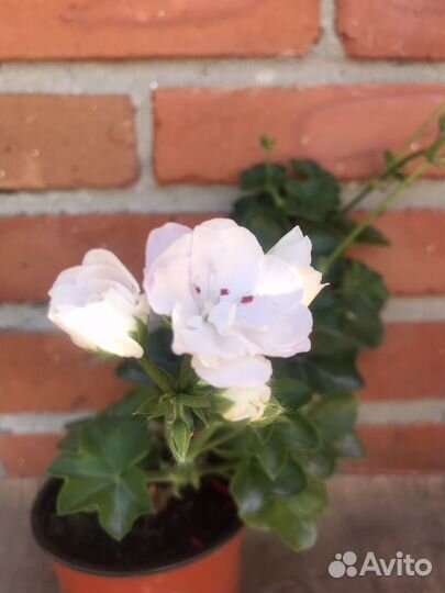 Плющелистные/ампельные и красные пеларгонии/герани