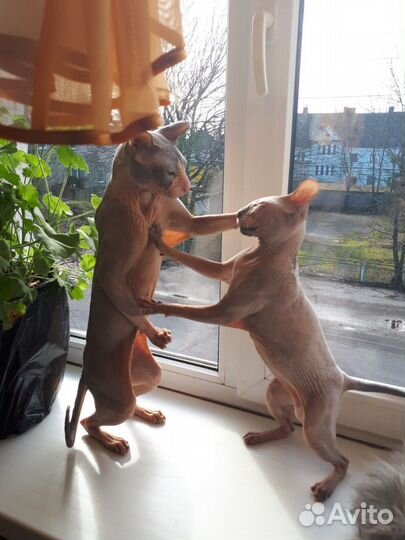 Донской сфинкс.Вязка