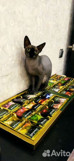 Кот ищет подругу)