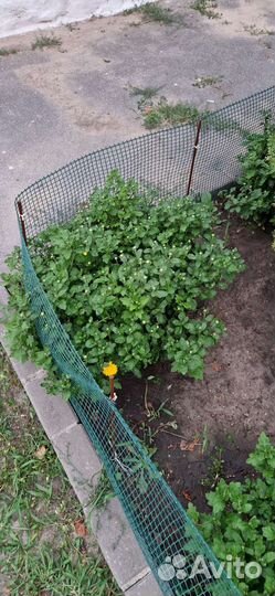 Хризантемы мультифлора