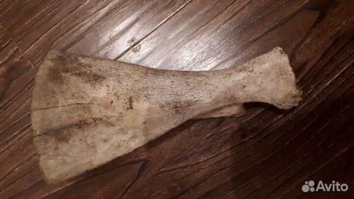 Череп и кости крс