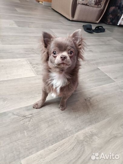 Вязка собак чихуахуа