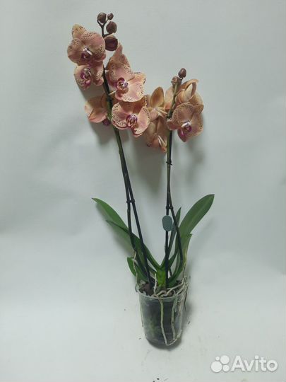 Орхидея Персик