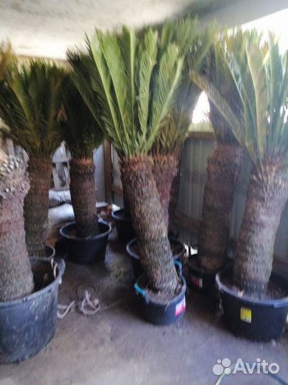 Пальма разные размеры