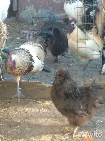 Петухи на племя шелковые и лакеданзи
