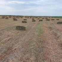 Сено Зерно пшеница ячмень с доставкой солома