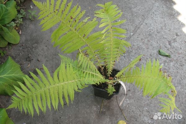 Папоротник страусник (саженцы)