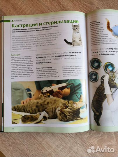 Книга о кошках