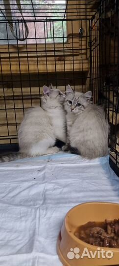 Красивые котята в добрые руки