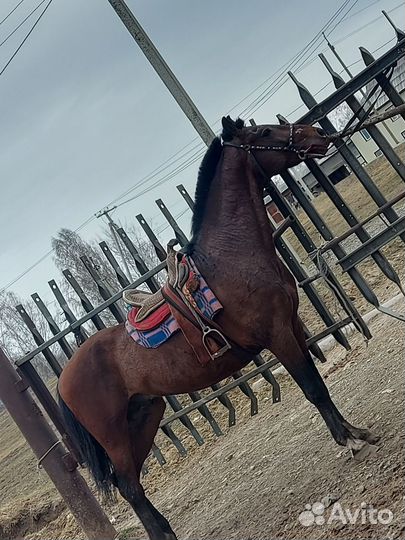 Лошади