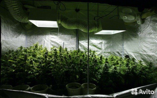 Ускоритель выращивания