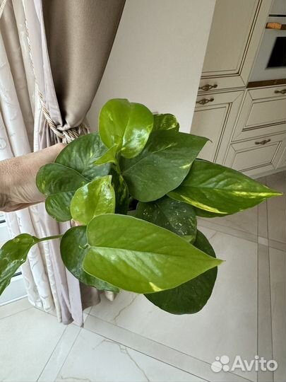 Эпипремнум