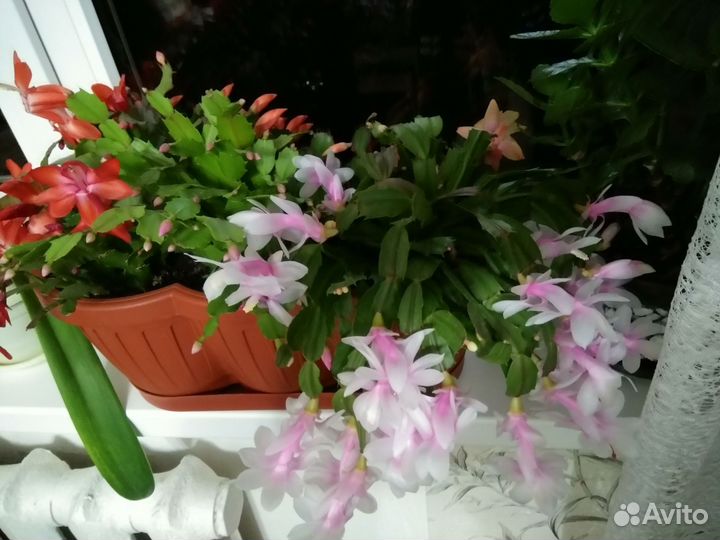 Декабрист шлюмбергера