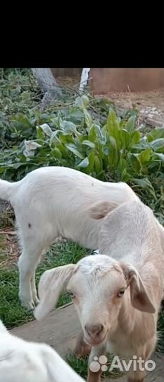 Козлик 1,5 месяца,кушает самостоятельно