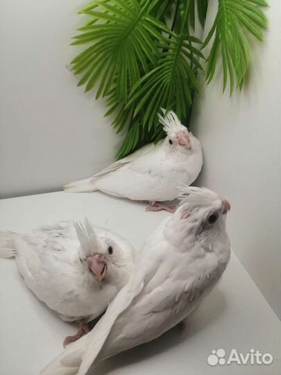 Ручные птенцы кореллы