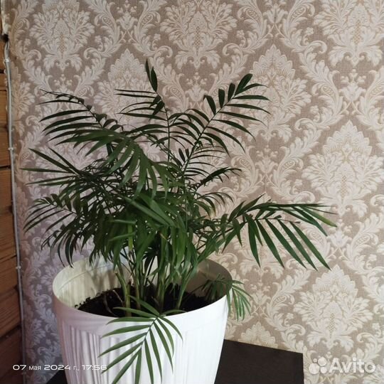 Комнатные растения цветы