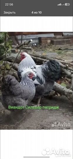 Инкубационное яйцо