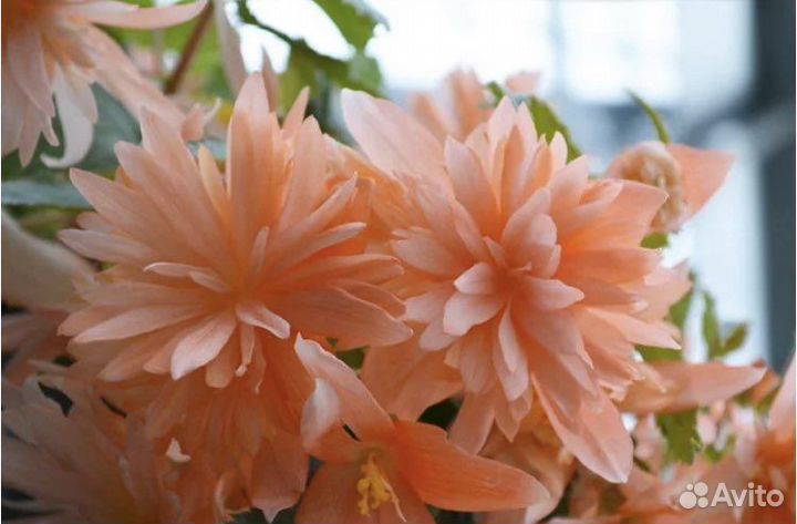 Бегония Беллекония, ампельная