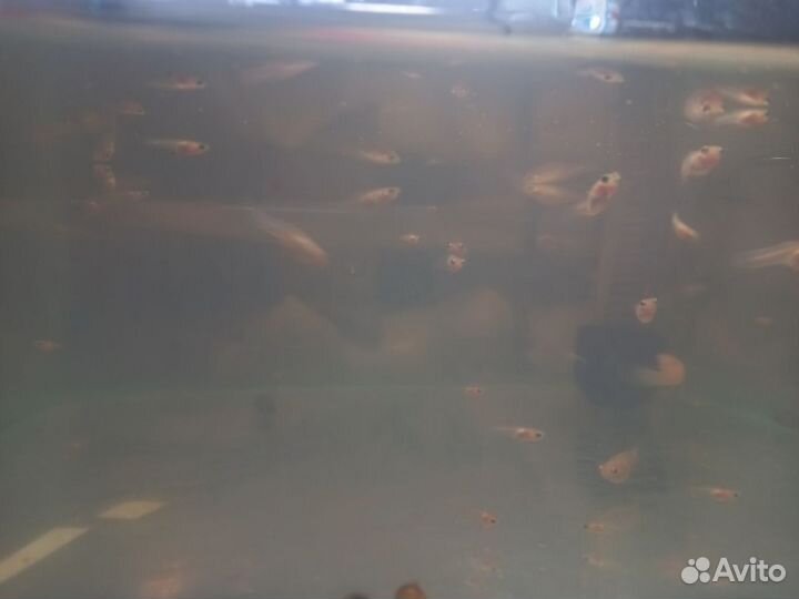 Мальки гуппи
