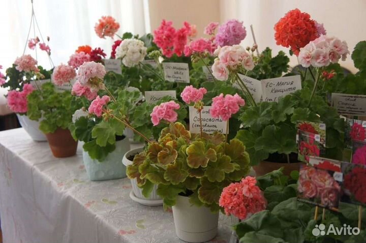 Комнатные растения