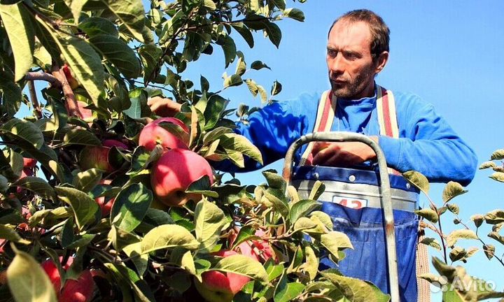 Сборщик яблок на вахту