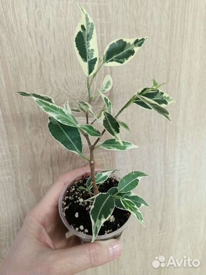 Редкие взрослые сортовые фикусы