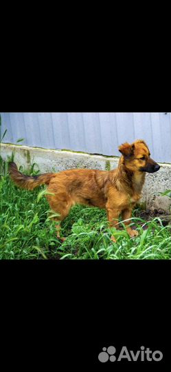 Собаки бесплатно маленькие