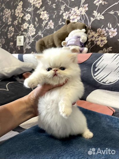 Персидские котята
